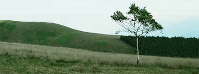 Imagen de ejemplo que muestra una colina cubierta de hierba con un árbol