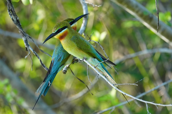 Imagen de dos pájaros