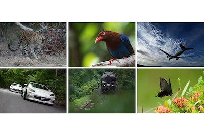 Imágenes de ejemplo de un leopardo, un pájaro, un avión, un auto, un tren y una mariposa