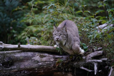 Imagen que muestra un gran felino a punto de saltar