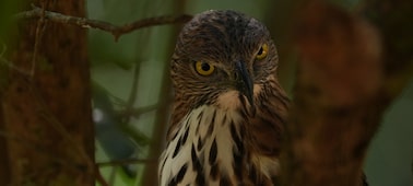 Imagen de ejemplo que muestra un pájaro en una rama mirando hacia la cámara